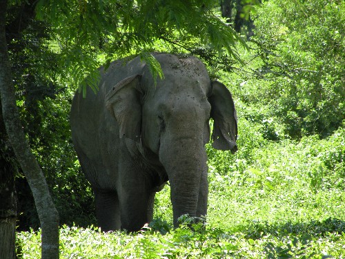 Increasing man elephant conflict in Udalguri district