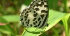 Assam houses 60% of the world's butterflies