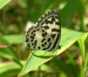 Assam houses 60% of the world's butterflies