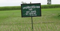 Hybrid rice cultivation in Udalguri district