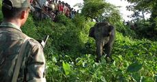 Saving a mercilessly tortured wild elephant