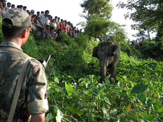 Saving a mercilessly tortured wild elephant