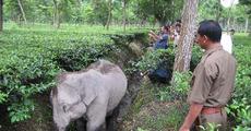 Rescued wild elephant finally gets proper treatment