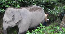 Rescued Wild elephant of Udalguri in trouble