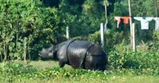Attempt to tranquilize stray rhino failed