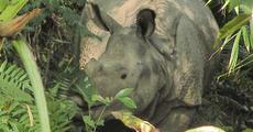 Nature lovers rejoice at the safe return of the stray rhino to Orang NP