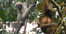 Survey discovers Eastern Hoolock gibbon in Assam