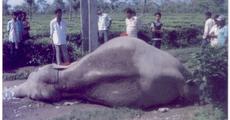 Death of wild elephant in Bhutiachang TE condoled