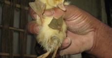 Four-leged chick born in Sivasagar