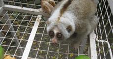 Rare kind of monkey found in Sivasagar