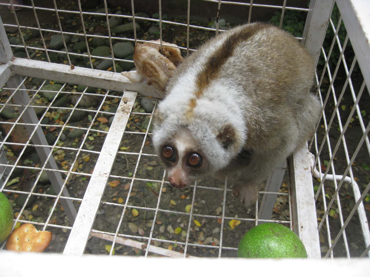 Rare kind of monkey found in Sivasagar