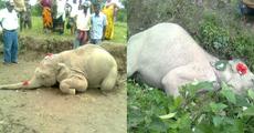 Two jumbo calves killed in Udalguri district