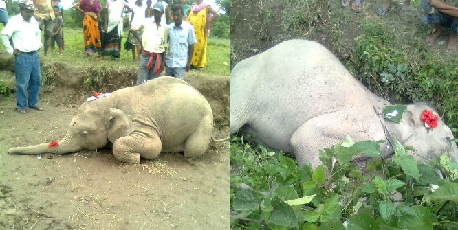 Two jumbo calves killed in Udalguri district