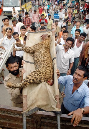 Leopard killed by Villagers in Guwahati