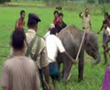 Baby Elephant beaten unto death  in Morigaon