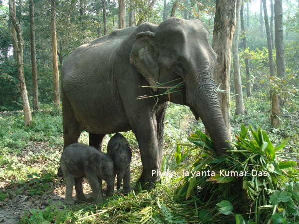 Alka creates history by giving birth twin in Orang NP
