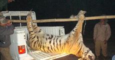 5 years old female tiger killed in Orang NP