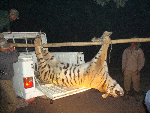 5 years old female tiger killed in Orang NP