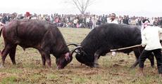 Traditional buffalo fight in Nagaon