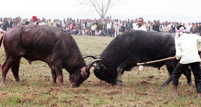 Traditional buffalo fight in Nagaon