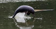 Fascinating photograph of Gangetic River Dolphin
