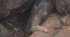 Elephant calf rescued in Karbi Anglong