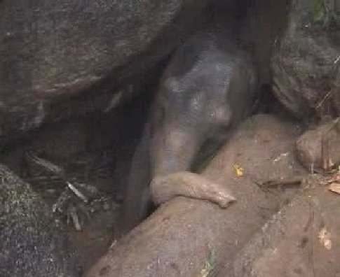 Elephant calf rescued in Karbi Anglong