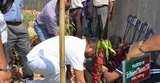 CEM plants saplings
