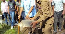 Tortoise  recovered at Demow