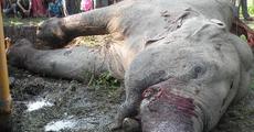 Wild elephant electrocuted near Hatigarh TE factory