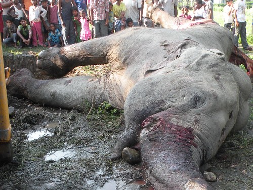 Wild elephant electrocuted near Hatigarh TE factory