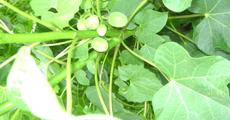 Govt to promote jatropha for bio-diesel production