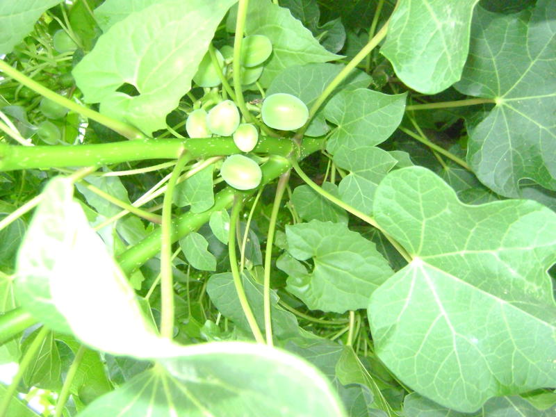 Govt to promote jatropha for bio-diesel production