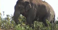 Wild tusker kill woman at Dhupdhara