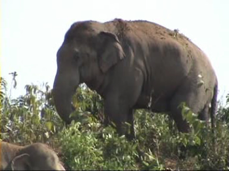 Wild tusker kill woman at Dhupdhara