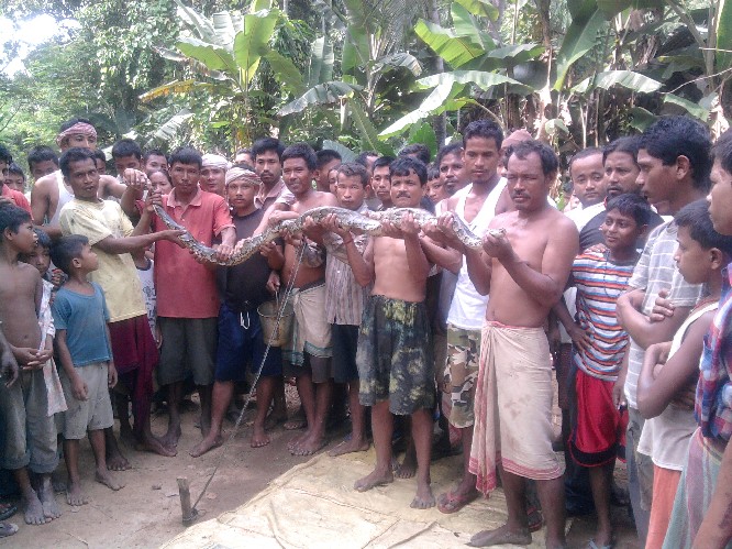 Python recovered at Langhin Pamgaon