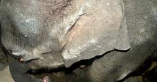 Man-elephant conflict takes serious turn in Udalguri district