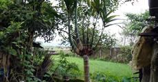 Areca nut tree at Geleky