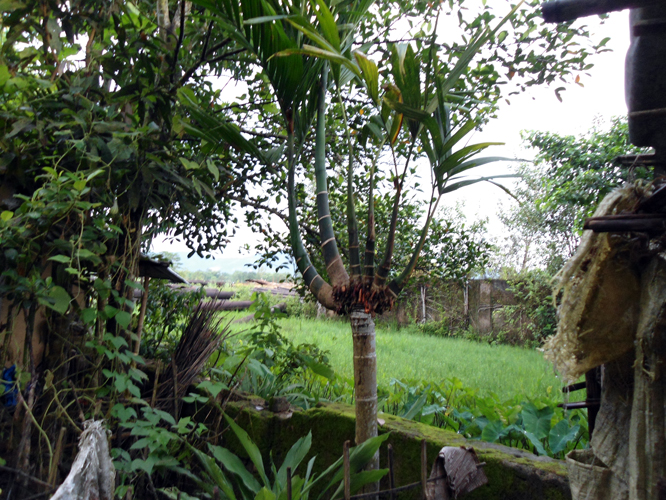 Areca nut tree at Geleky
