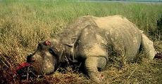 How safe is our wildlife?