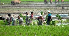 Decreasing paddy production: pests wreaking havoc before harvesting season