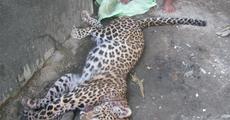 Leopard killed in Udalguri district in Assam