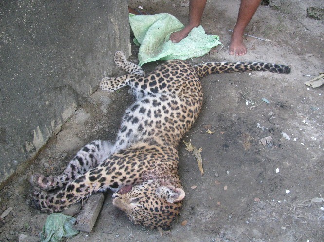 Leopard killed in Udalguri district in Assam
