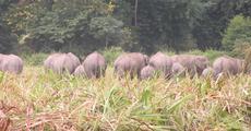 Tiny hamlet steps up to flush out jumbos  in Udalguri