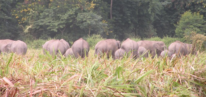 Tiny hamlet steps up to flush out jumbos  in Udalguri
