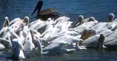 Pelicans started coming to Kaziranga National Park