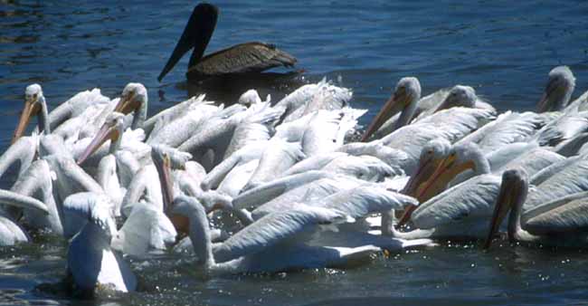 Pelicans started coming to Kaziranga National Park