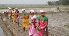 Young  people start cultivation at Bhergaon