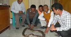 Injured python treated at Kalaigaon PS