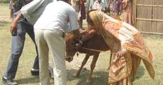 Cattle Vaccination Campaign at Morigaon